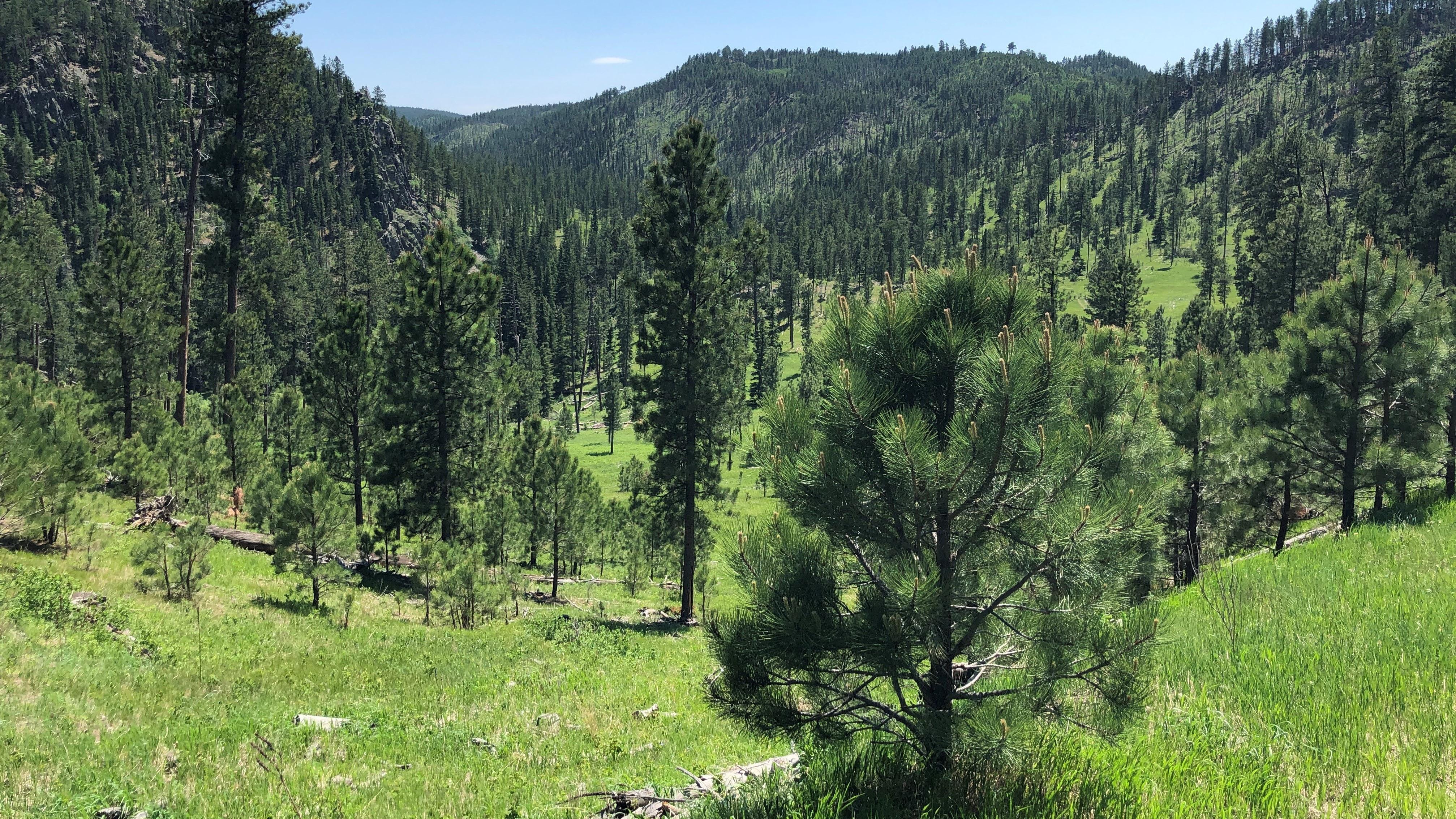 2983b26660 Trees In Black Hills National Forest.JPG
